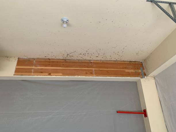 Best Mold Damage Restoration  in , AK