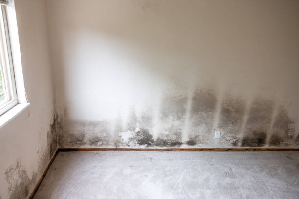 Best Commercial Mold Inspection  in , AK